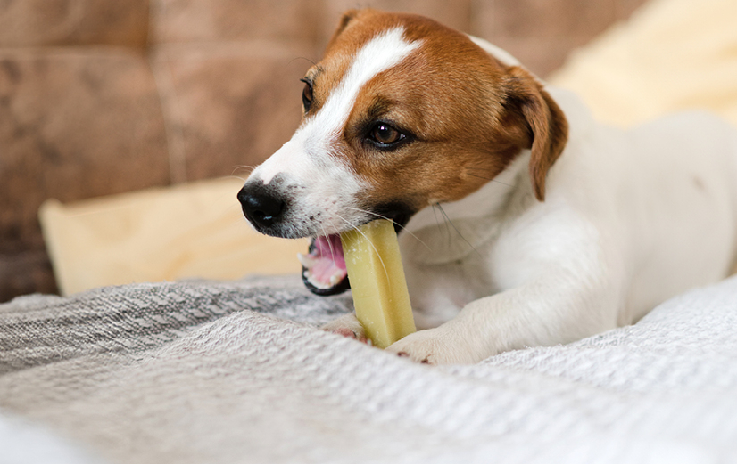 Hund beim Kauen eines Snacks