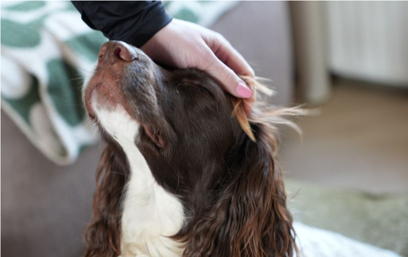Ein entspannter Hund genießt Streicheleinheiten