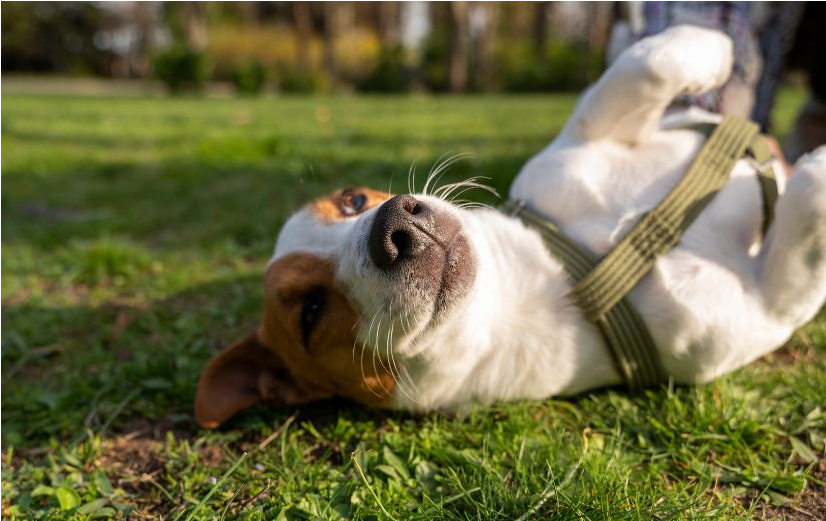 Hund entspannt in einem Park