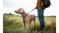 Ein Hundebesitzer mit Rucksack und Hund an der Leine macht eine lange Wanderung durch die Natur, weil Bewegung wichtig ist.