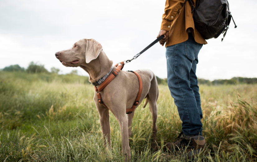 Ein Hundebesitzer mit Rucksack und Hund an der Leine macht eine lange Wanderung durch die Natur, weil Bewegung wichtig ist.