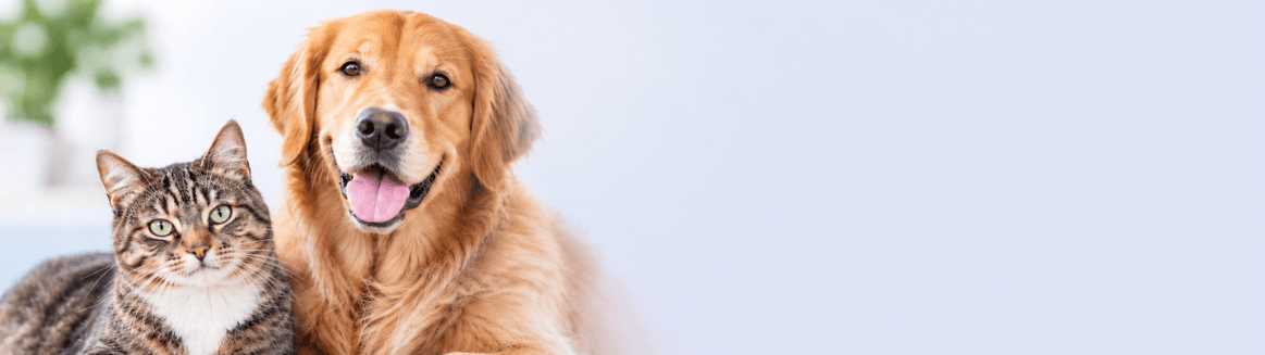 Hunde und Katzen