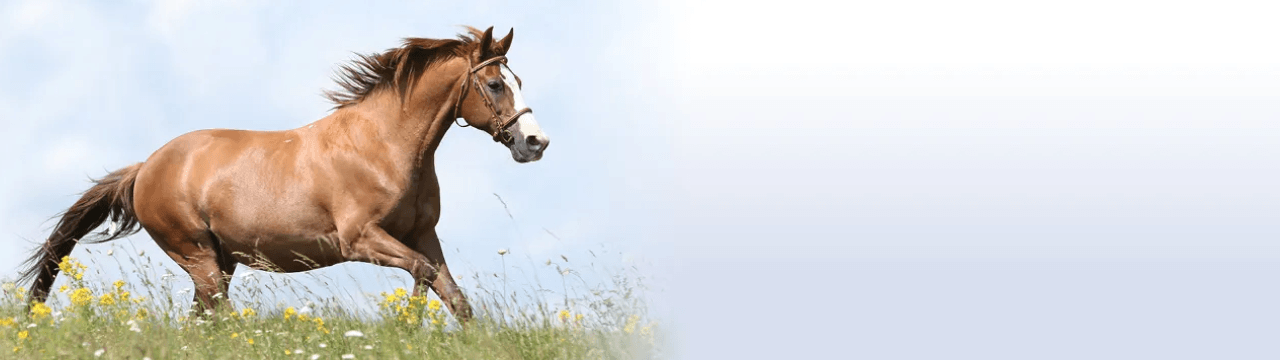 Pferde und Ponys